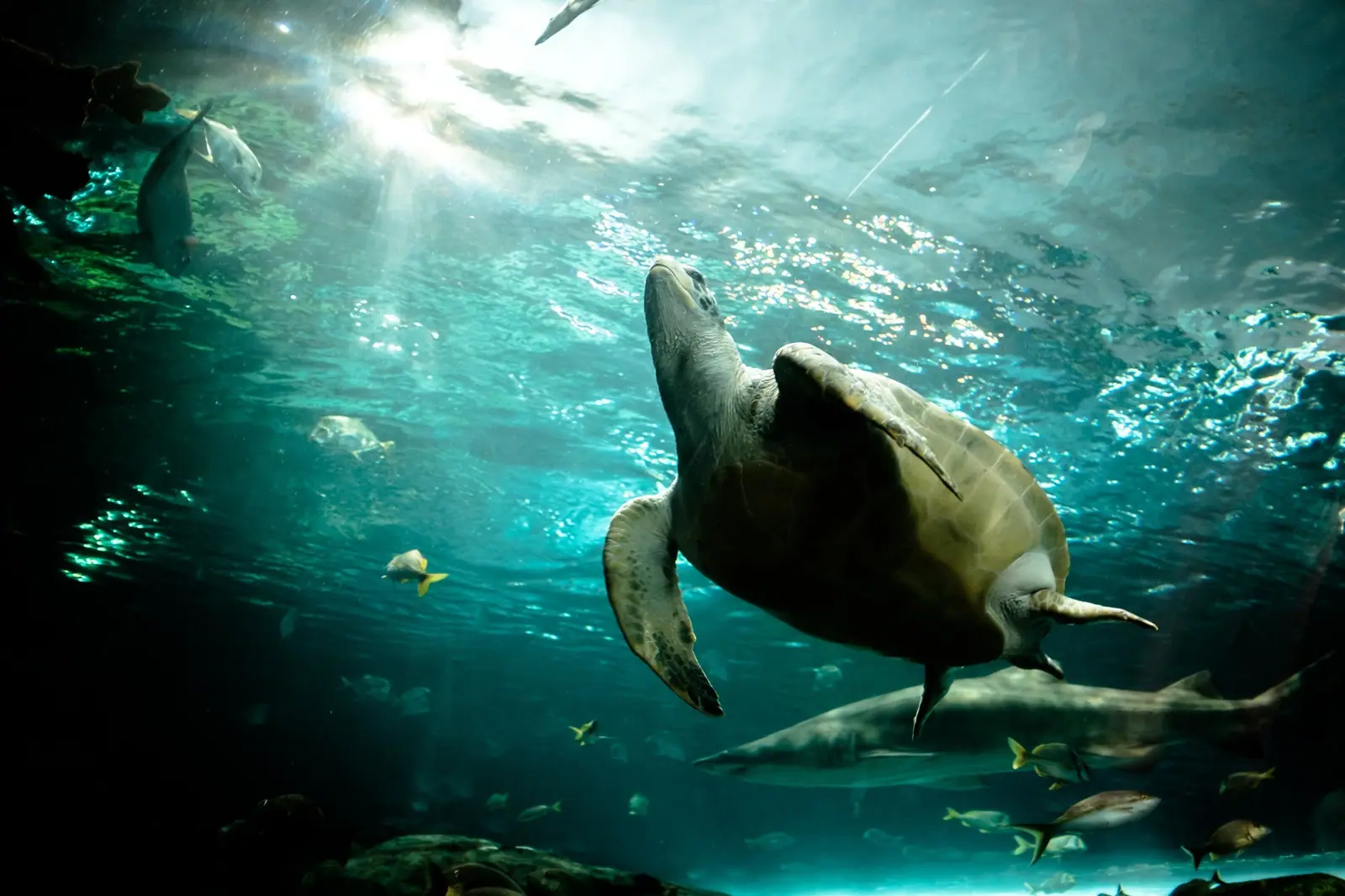Family Fun at Ripley's Aquarium of Canada in Toronto
