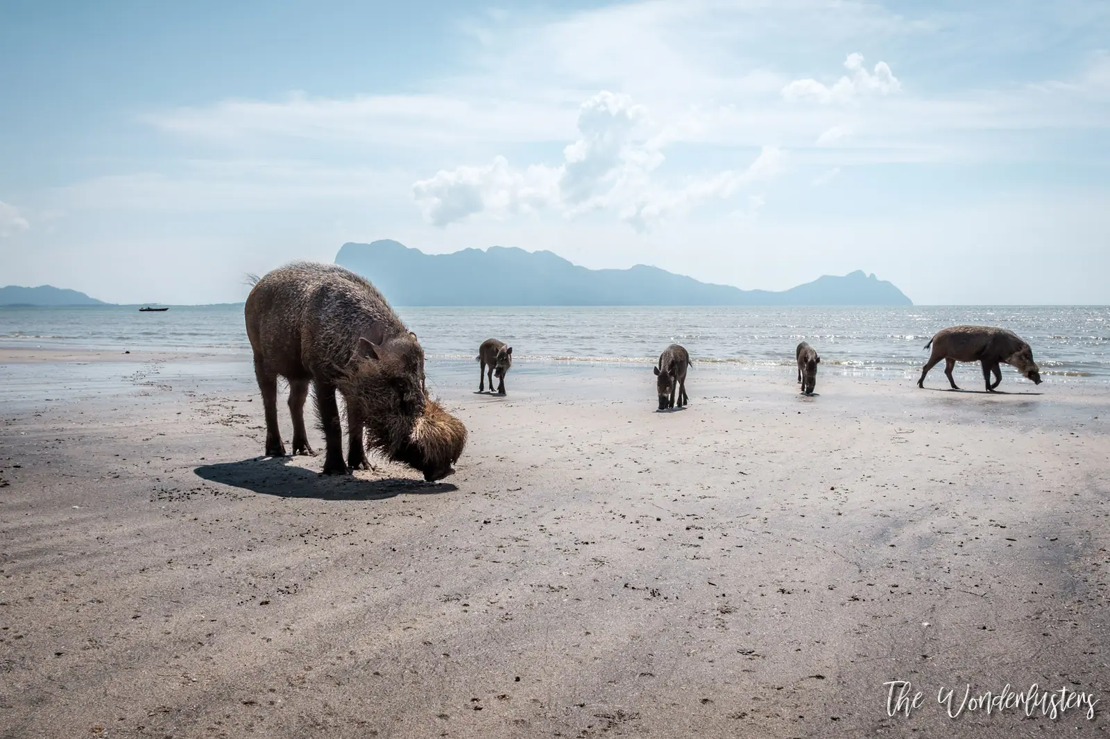 Bornean bearded pigs on the beach at Bako