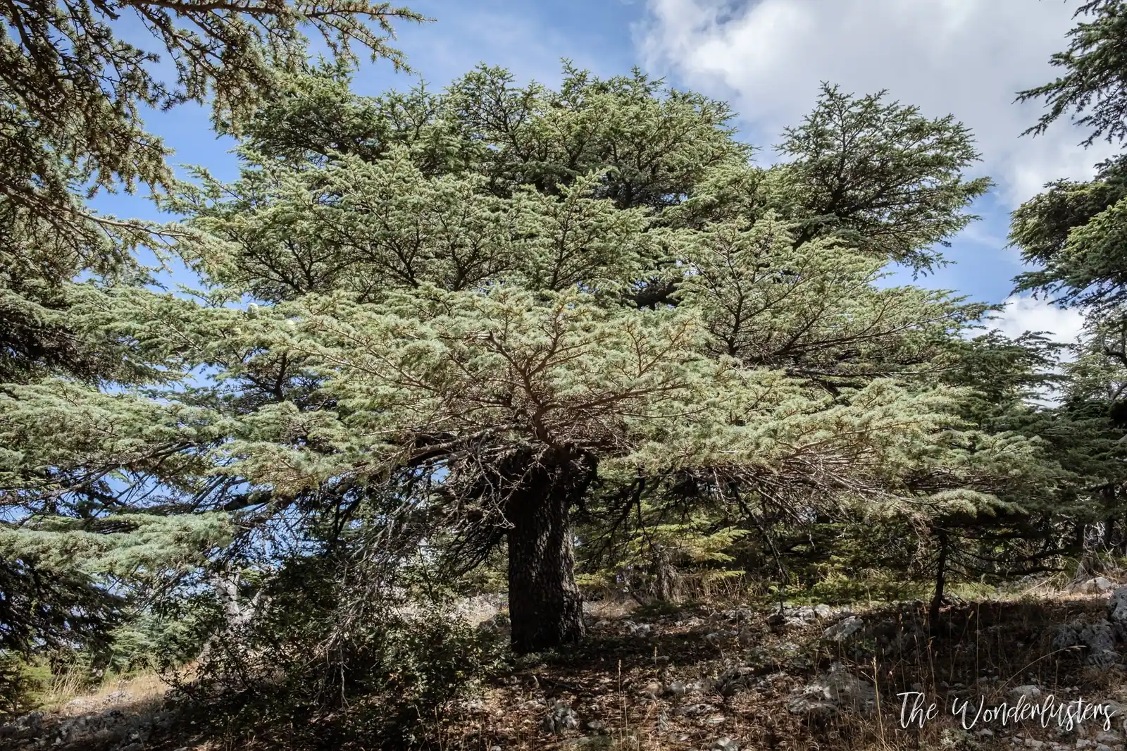 Cèdre dans la réserve du Chouf
