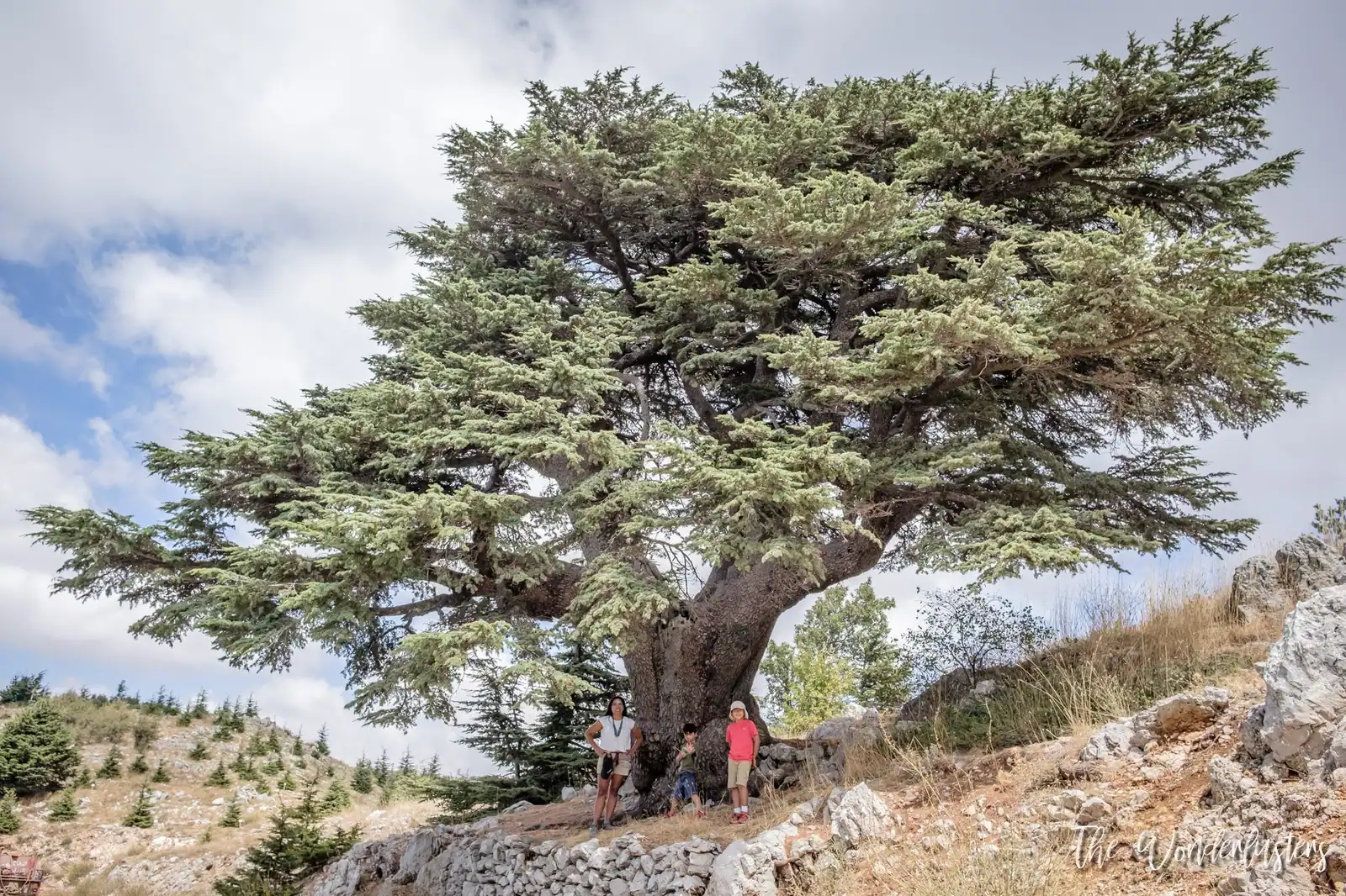 Cèdre dans la réserve du Chouf