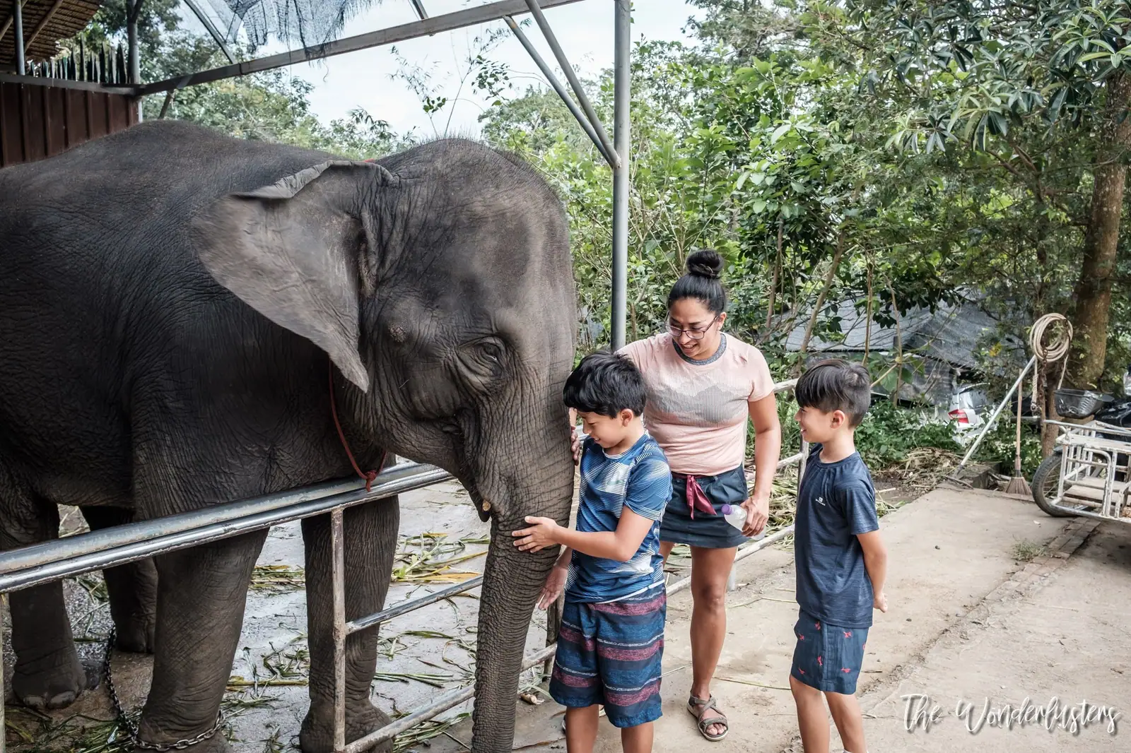 Éléphant à Phuket