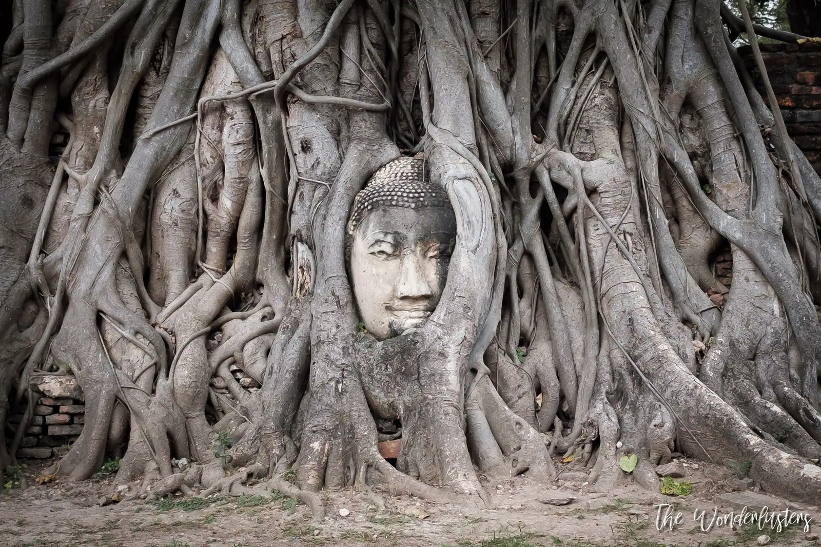 Tête de Bouddha au Wat Phra Mahatat