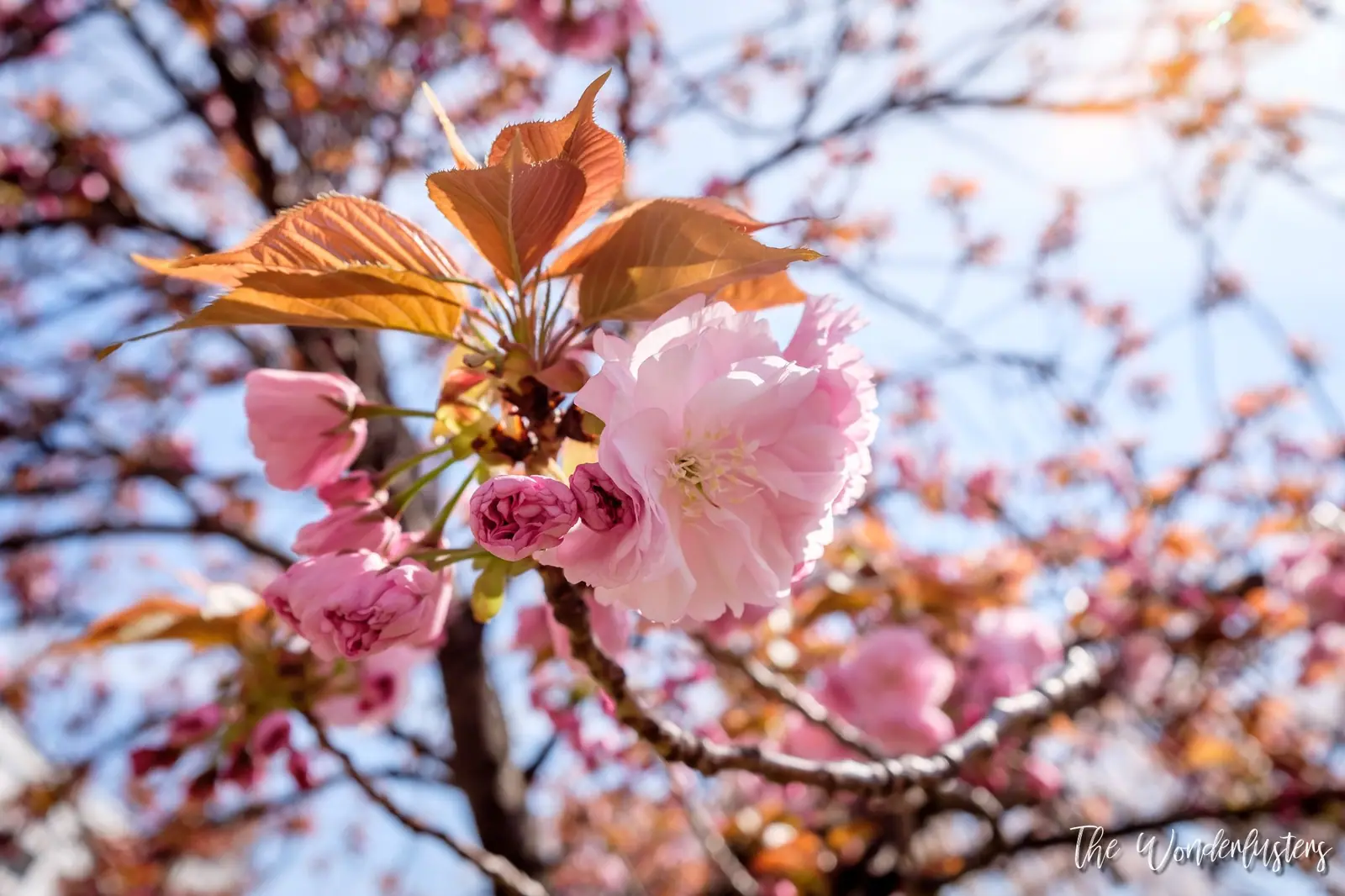 Cerisiers en fleurs au Japon