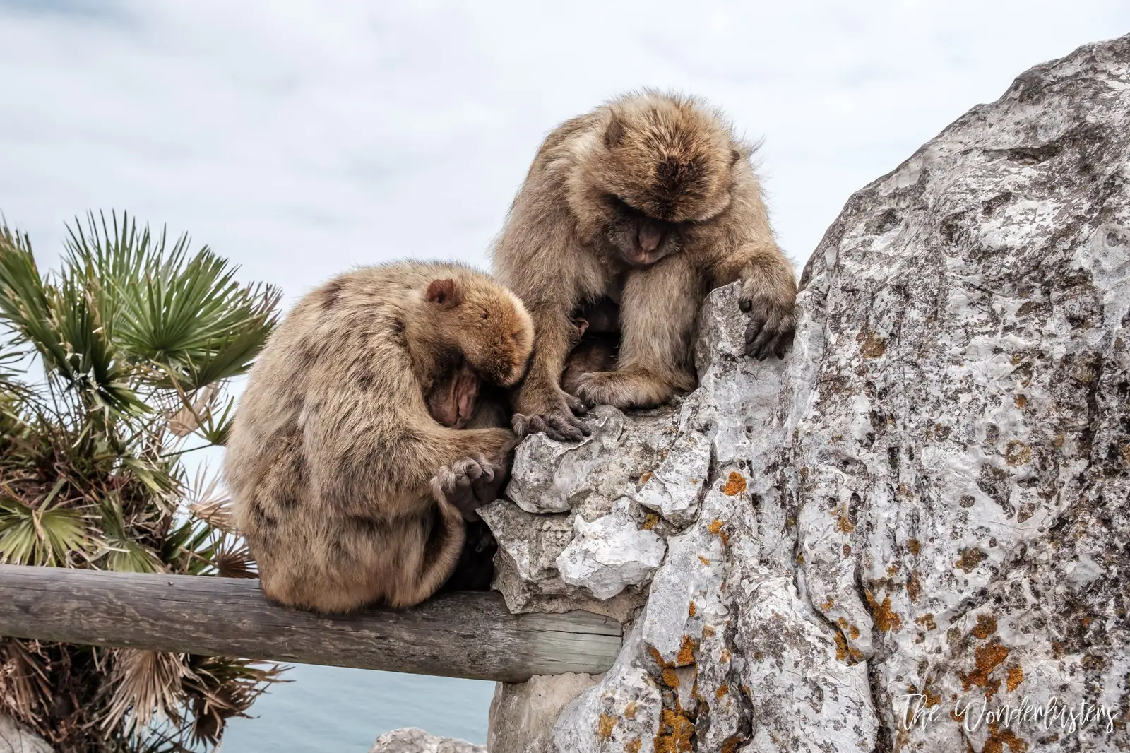 Macaques de Barbarie à Gibraltar