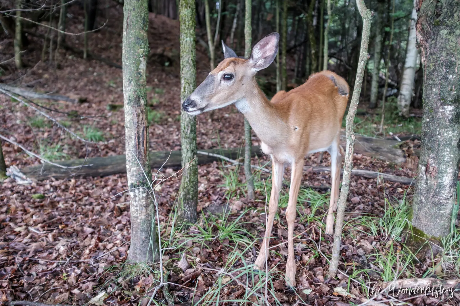 Cerf de Virginie dans un pré au Parc Oméga