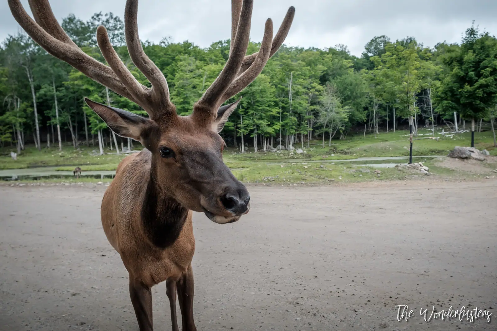 Gros plan d’un cerf sur le circuit du Parc Oméga