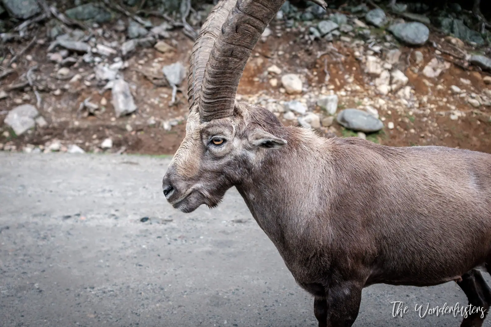 Bouquetin des Alpes sur un rocher au Parc Oméga