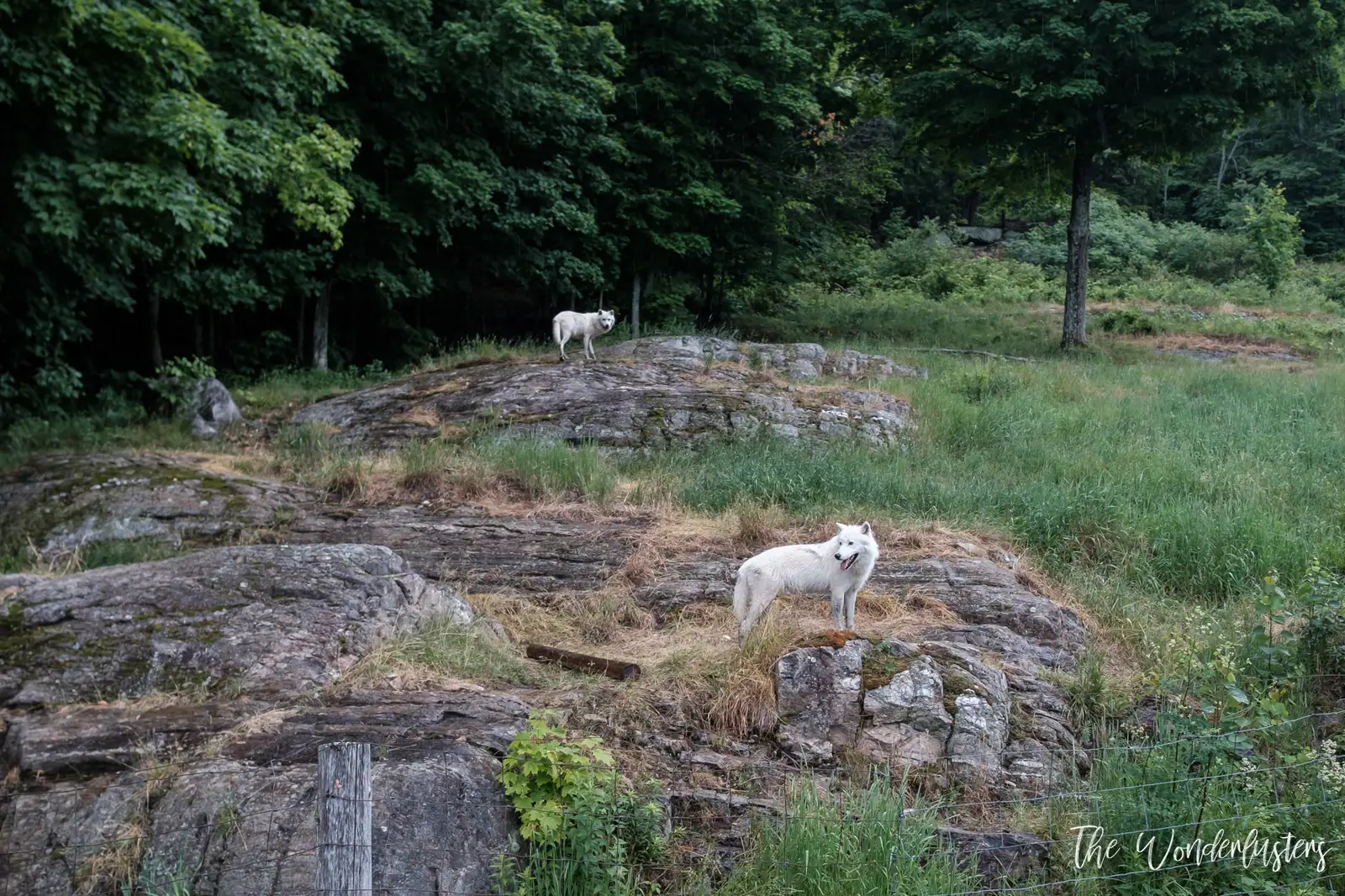 Loups arctiques au Parc Oméga