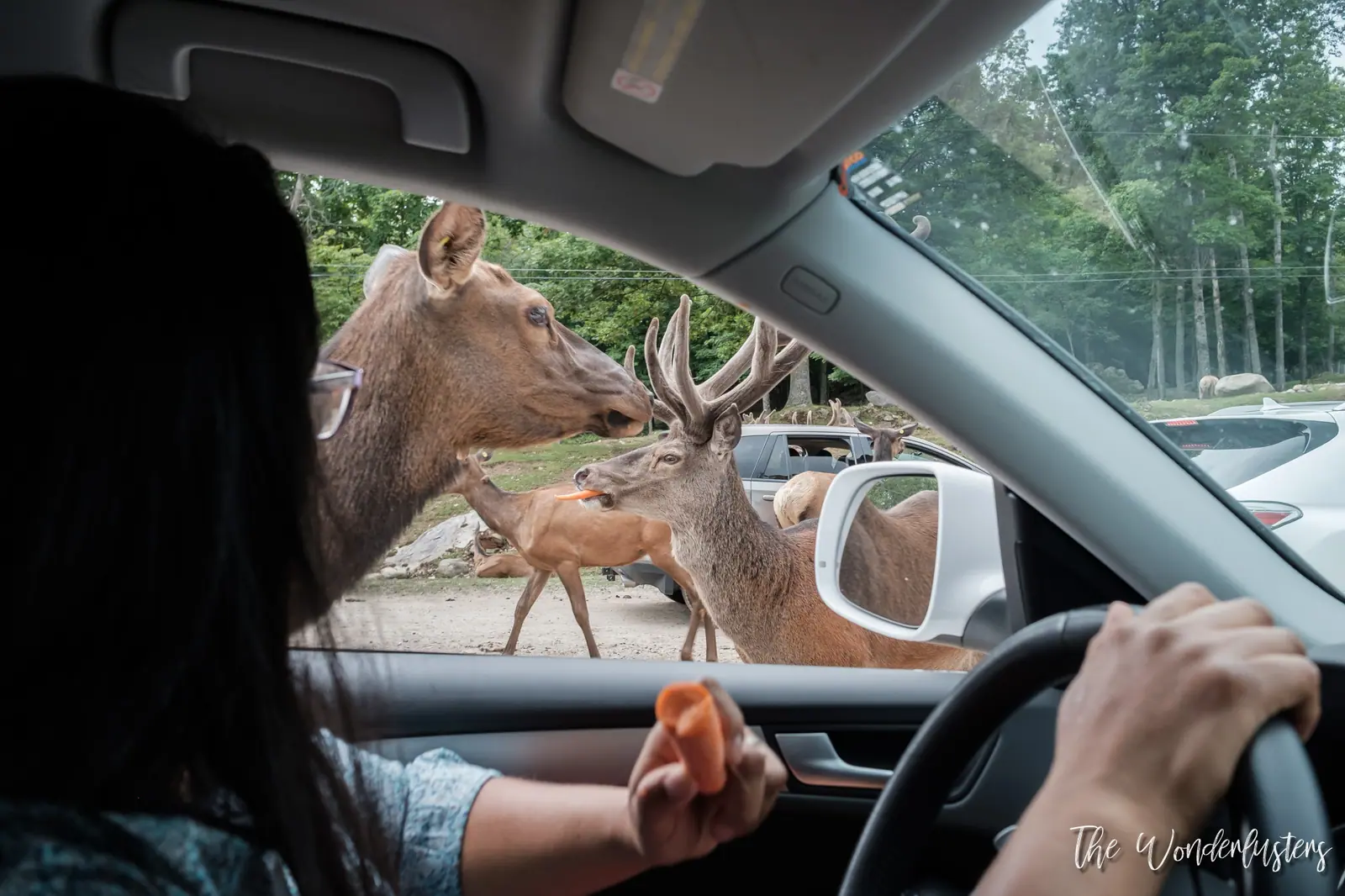 Cerfs s’approchant des voitures sur le circuit du Parc Oméga