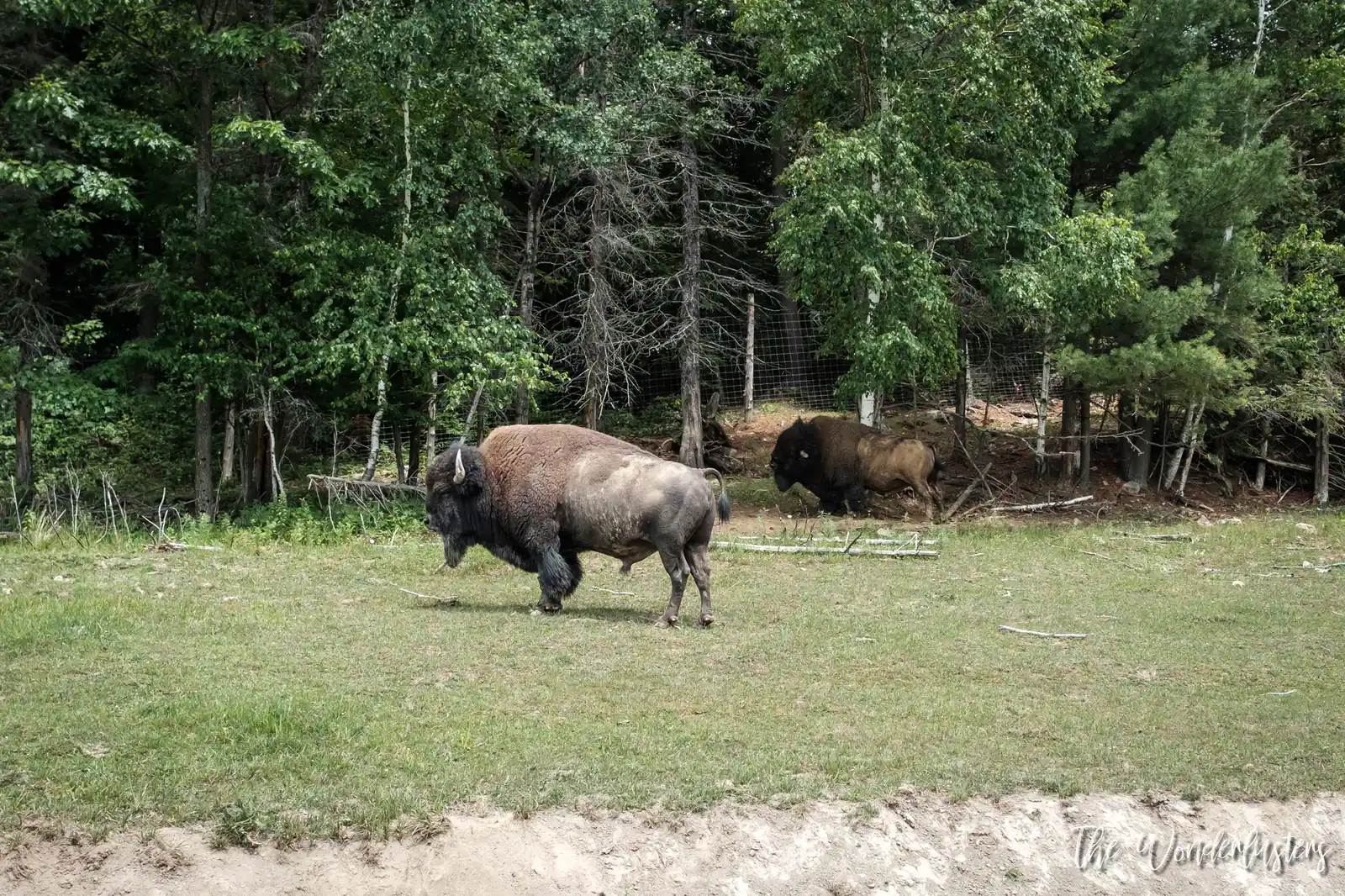 Troupeau de bisons au Parc Oméga
