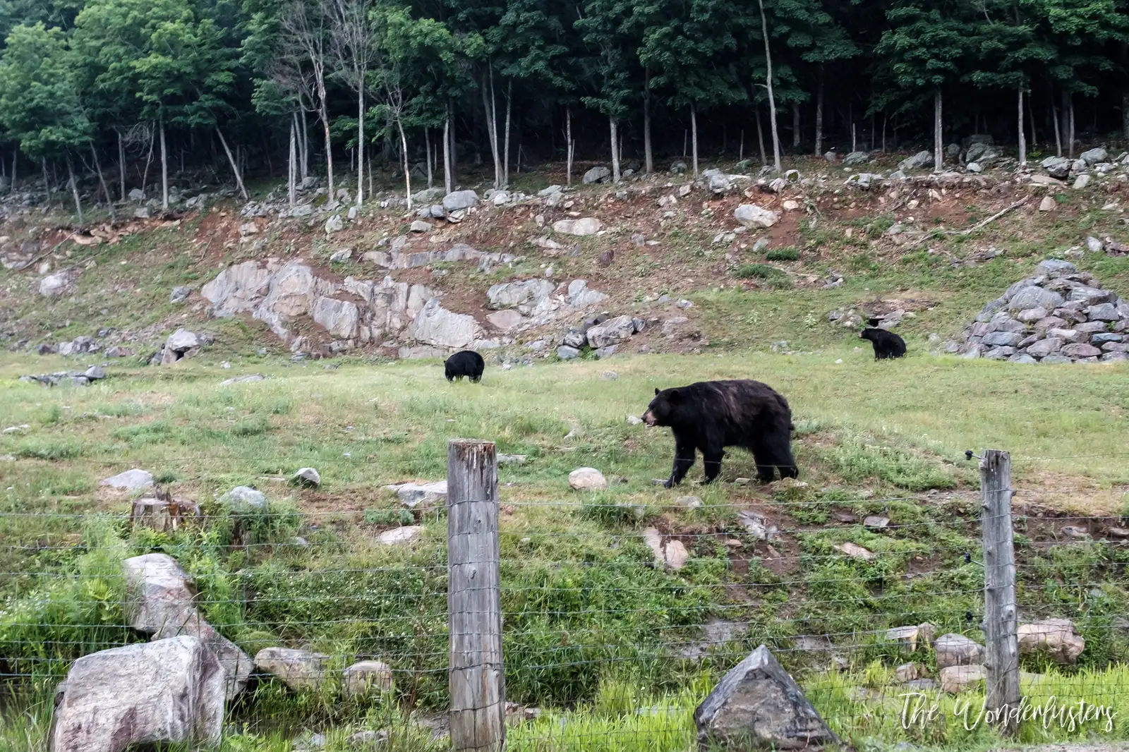 Ours noirs au Parc Oméga