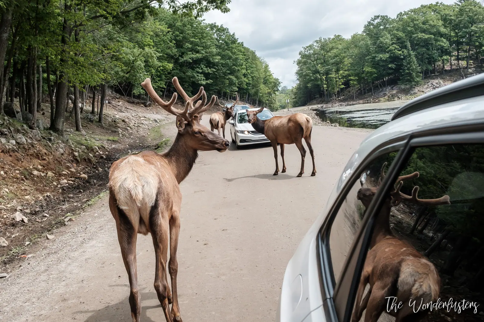 Cerfs entourant une voiture sur le circuit du Parc Oméga