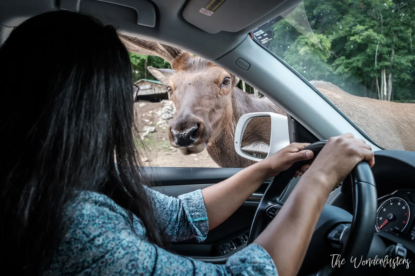 Safari au Parc Oméga, un incontournable du Québec