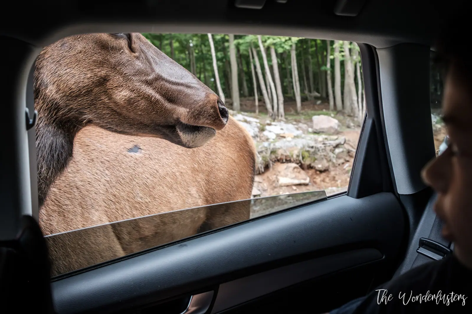Cerf passant la tête par la fenêtre d’une voiture au Parc Oméga