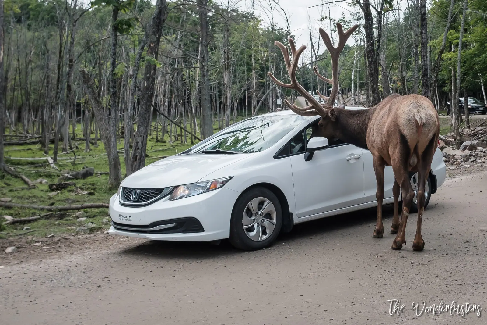 Animaux le long du circuit en voiture du Parc Oméga