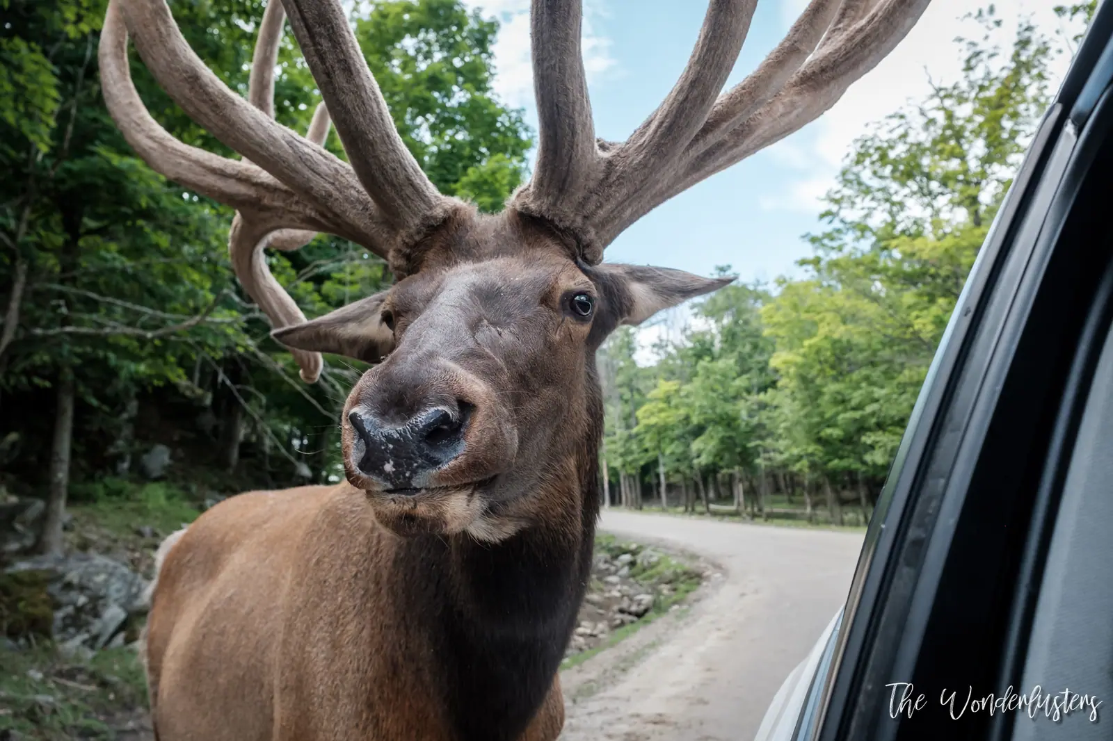 Cerf au bord de la route sur le circuit du Parc Oméga