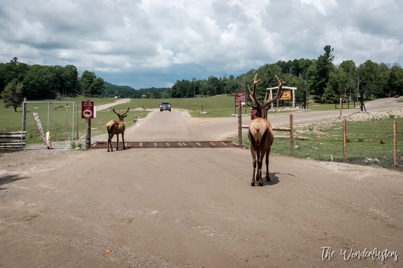 Cerf près de la voiture sur le circuit du Parc Oméga