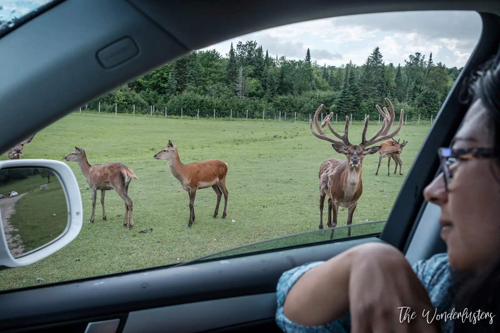 Animaux vus depuis la voiture au Parc Oméga