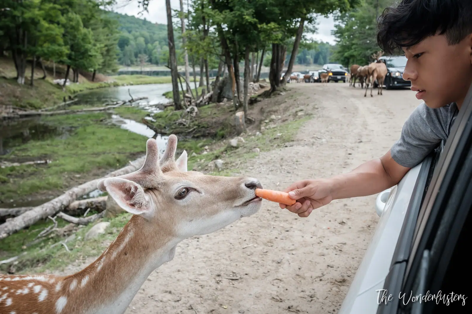 Enfants donnant des carottes aux cerfs par la fenêtre de la voiture au Parc Oméga