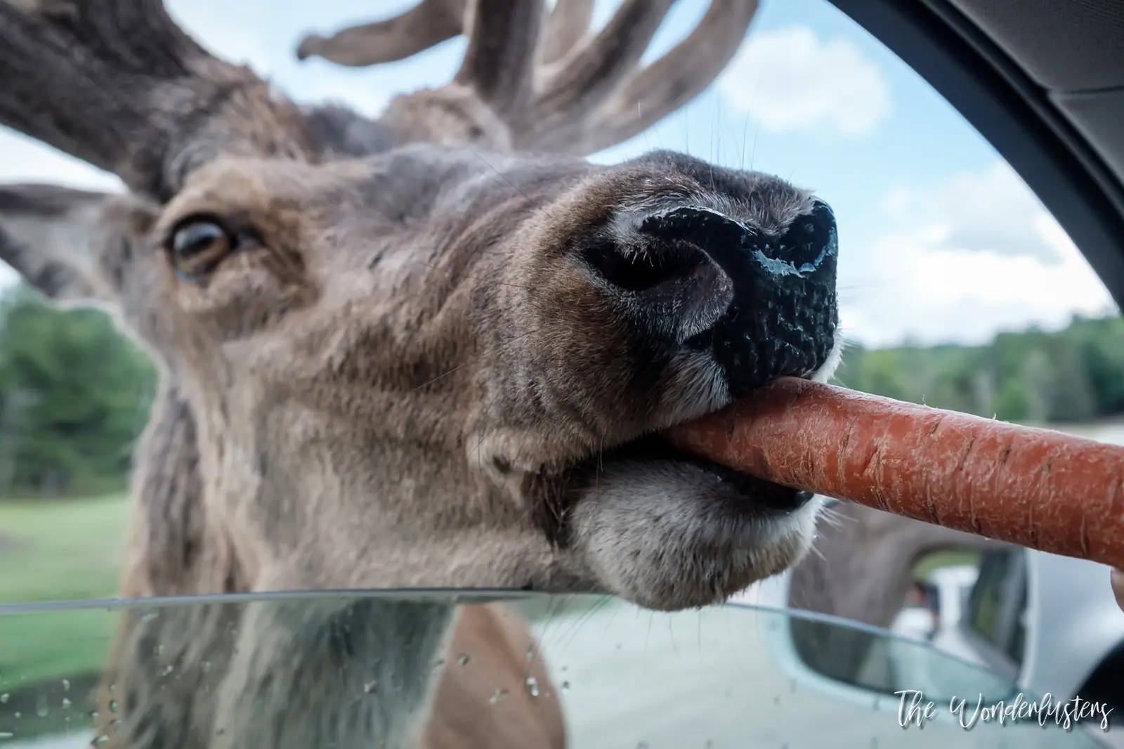 Cerf mangeant des carottes à la fenêtre d’une voiture au Parc Oméga