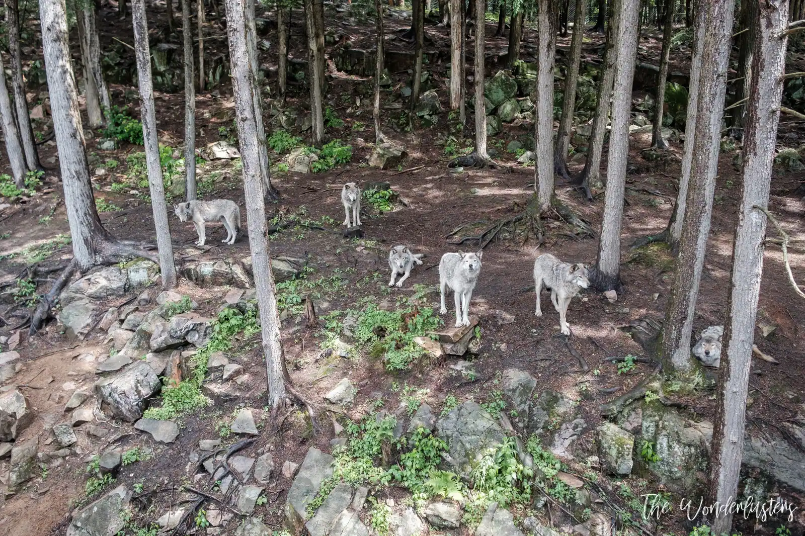Loups gris au Parc Oméga